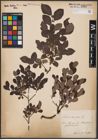 Foto von Salix aurita L.